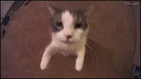 Cute affectionate cat gives hugs and kisses her human • Cat GIF site